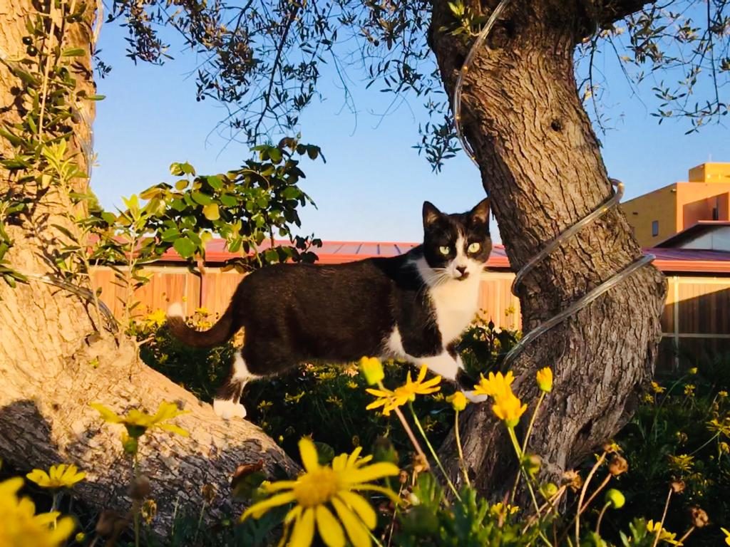 Cuanto Debe Pesar Una Gata Adulta
