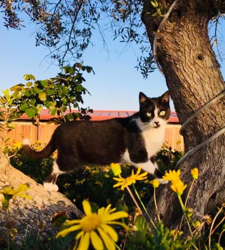 Cuanto Debe Pesar Una Gata Adulta