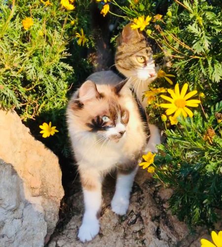 Cuanto Debe Pesar Una Gata Adulta