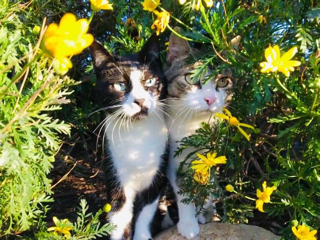 Cuanto Debe Pesar Una Gata Adulta