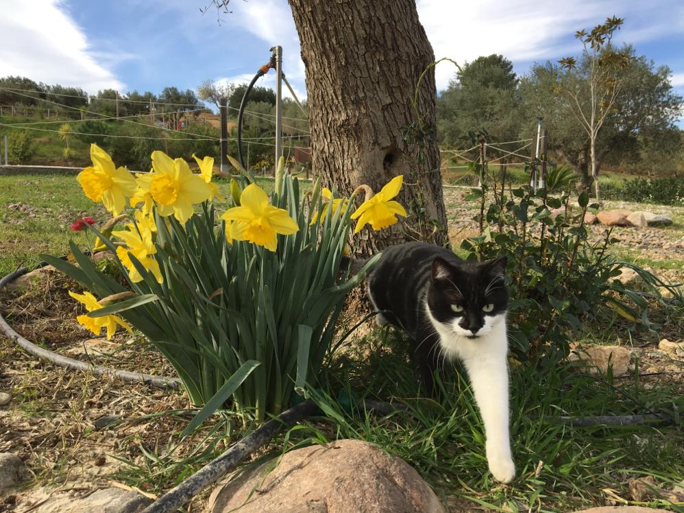 Cuanto Debe Pesar Una Gata Adulta
